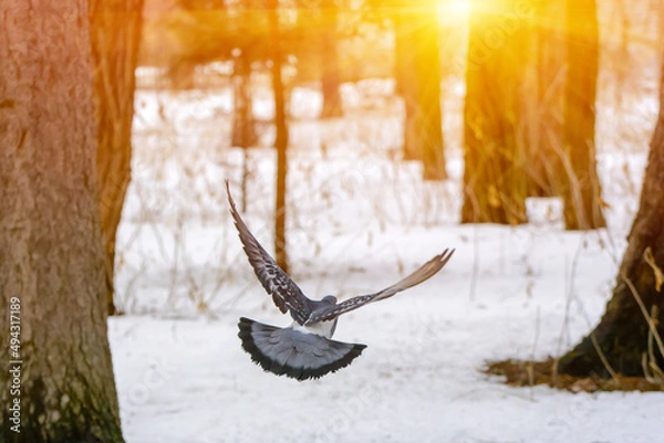 Obraz Photo of dove in winter in the forest with sun