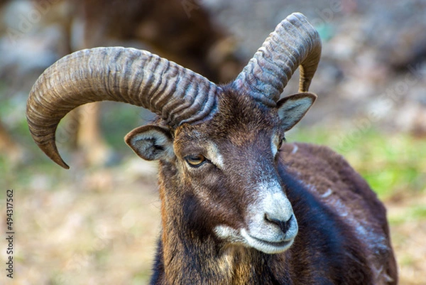 Obraz Photo of black horned goat in the zoo, close-up