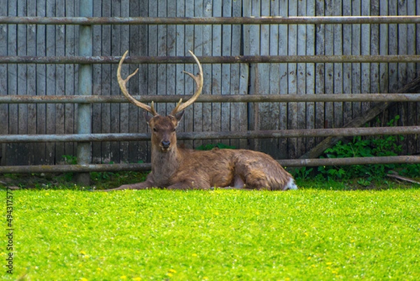 Obraz Photo of deer on green grass in zoo