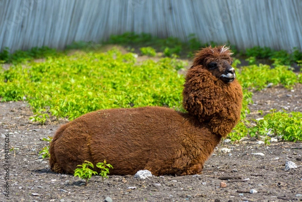 Obraz Photo of brown lama on the ground with tree in the zoo
