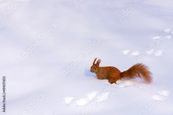 Obraz Photo of little red squirrel on the snow in the park
