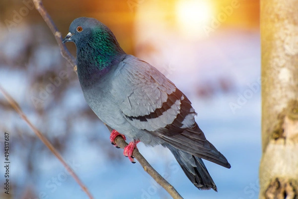 Obraz Photo of dove in winter in the forest with sun
