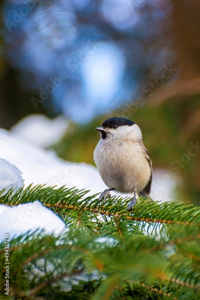 Obraz Photo of little brown white sparrow on the tree in winter park