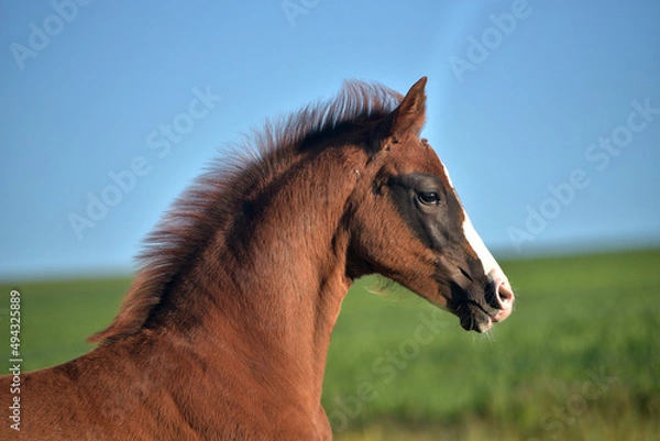 Obraz Fohlen im Seitbild