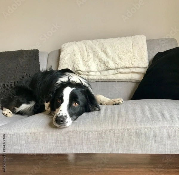 Obraz Border Collie on Sofa