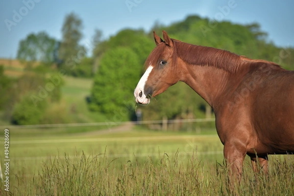 Obraz Stute auf einer Weide