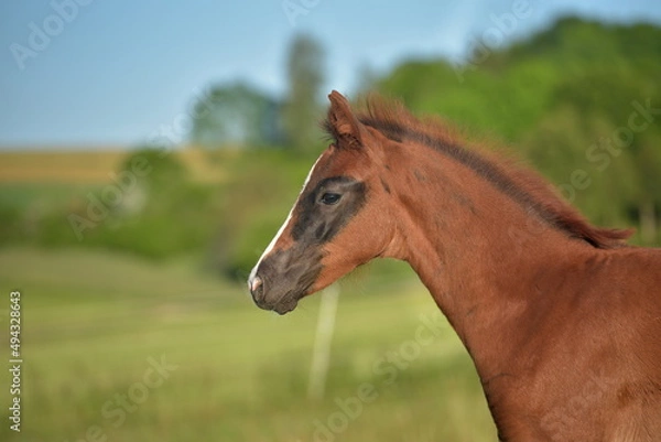 Obraz Fohlen im Seitbild