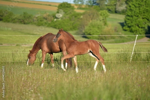 Obraz Fohlen mit Stute auf einer Weide
