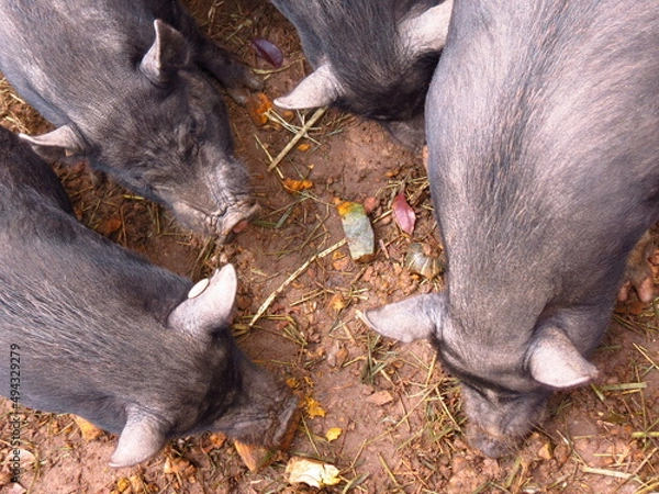 Obraz pigs eating