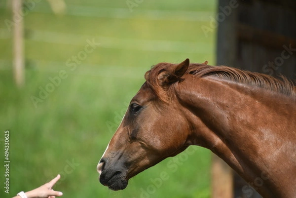 Obraz Drohendes Pferd