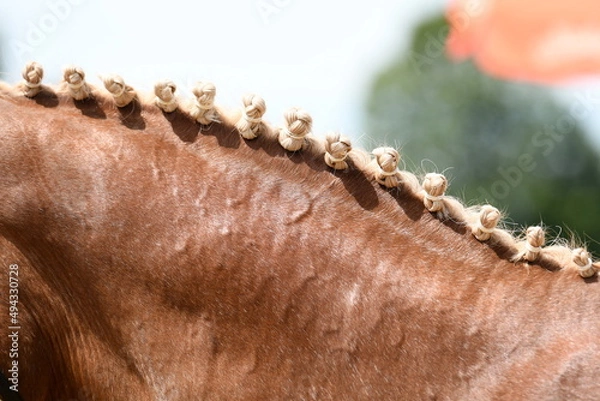 Obraz Mähne mit Zöpfen im Detail