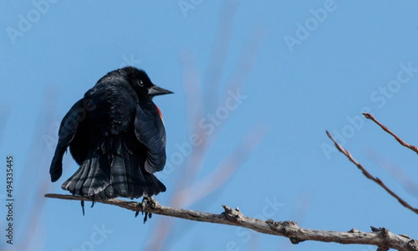 Obraz Red-winged blackbird