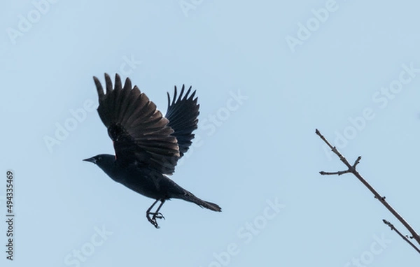 Obraz Red-winged blackbird