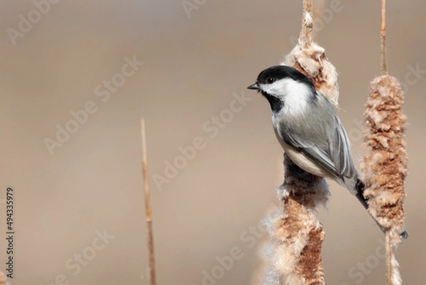 Obraz Chickadee