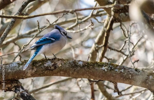 Obraz Blue Jay