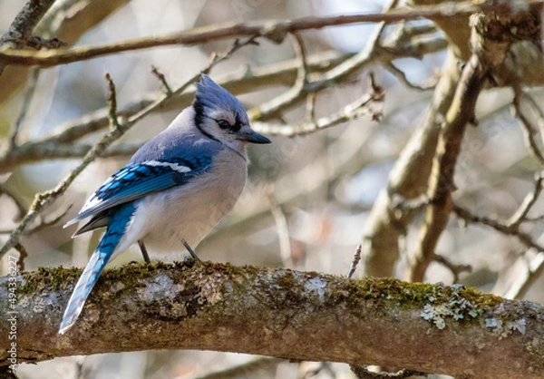 Obraz Blue Jay