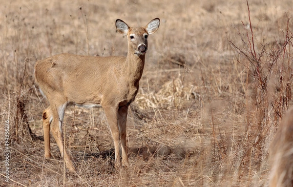 Obraz White-Tailed Deer