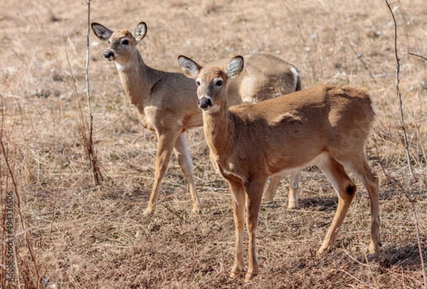 Obraz White-Tailed Deer