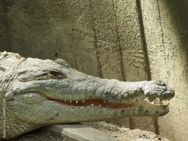 Obraz crocodile head