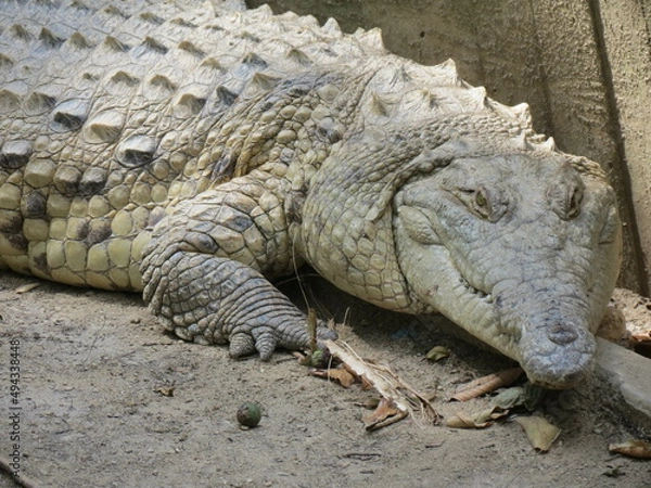 Obraz crocodile in the zoo
