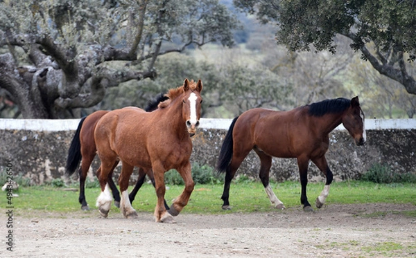 Fototapeta caballos corriendo en el campo
