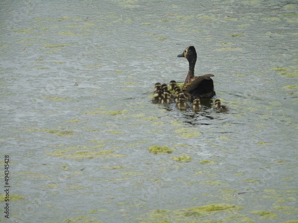 Fototapeta black and white ducks