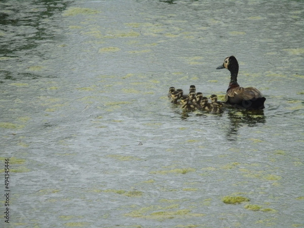 Fototapeta duck on the lake