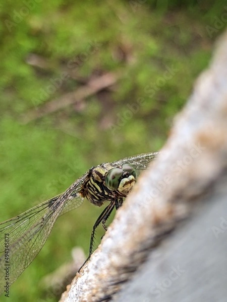 Fototapeta A dragonfly that is perched on the wall of a house with slightly wet wings and the color of an army uniform