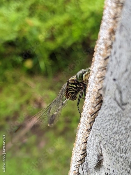 Fototapeta A dragonfly that is perched on the wall of a house with slightly wet wings and the color of an army uniform
