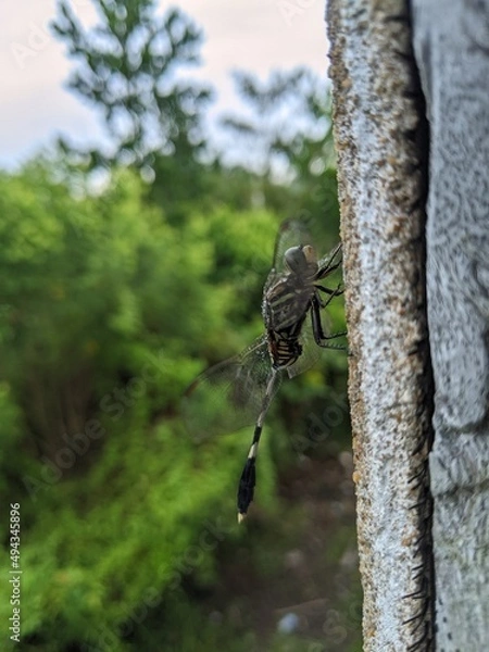 Fototapeta A dragonfly that is perched on the wall of a house with slightly wet wings and the color of an army uniform