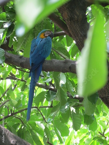 Obraz macaw ara ararauna