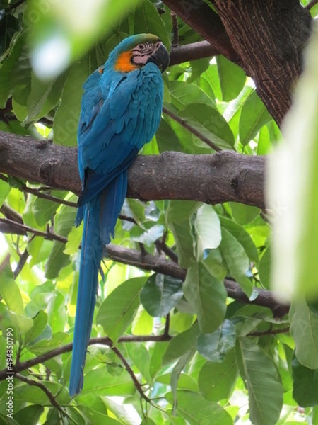 Obraz macaw ara ararauna