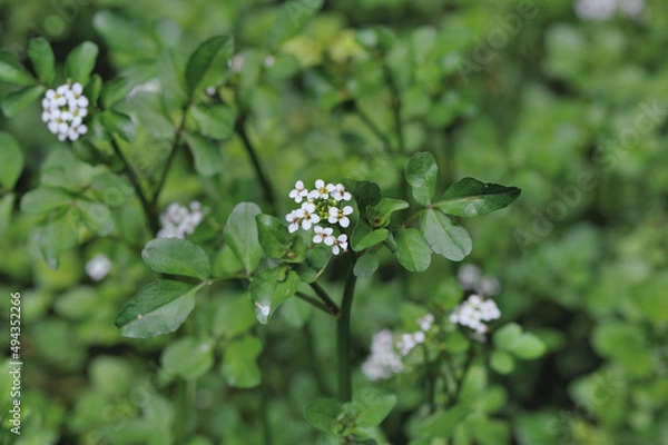 Obraz クレソンの花（北海道・鶴居村）
