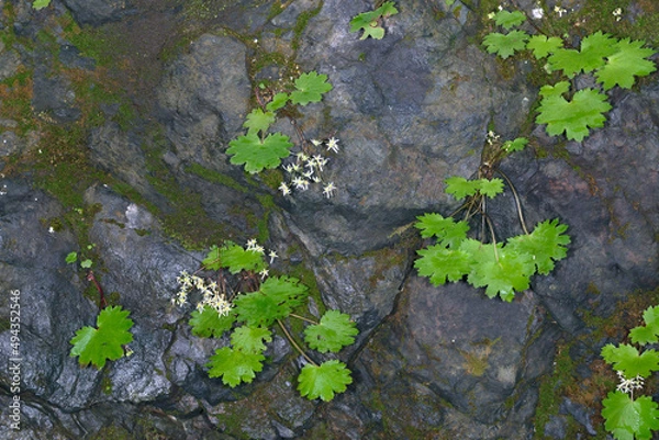 Fototapeta 岩場に咲いたダイモンジソウ（北海道・知床）
