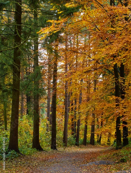 Obraz Weg im Herbstwald