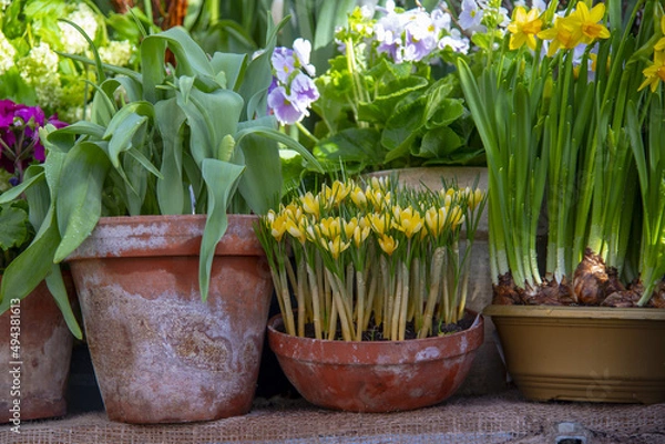 Fototapeta Many ceramic pots with spring flowers are arranged in a row.