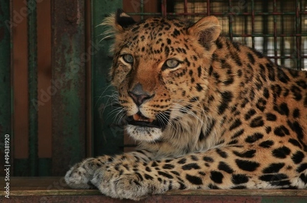 Fototapeta Animals are a traditionally (since the time of Aristotle) distinguished category of organisms, currently considered as a biological kingdom. Animals are the main object of zoology study.