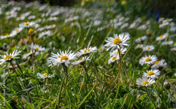 Obraz pré et pâquerettes