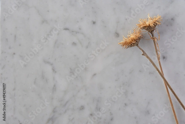 Fototapeta 背景素材・大理石に置いた枯れた植物２
