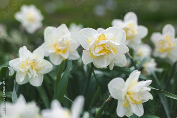 Fototapeta Daffodil Double White Lion