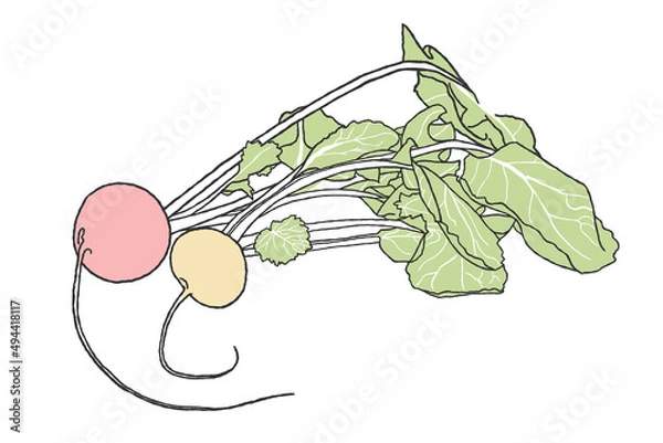 Obraz Two radishes, red and yellow, with green tops