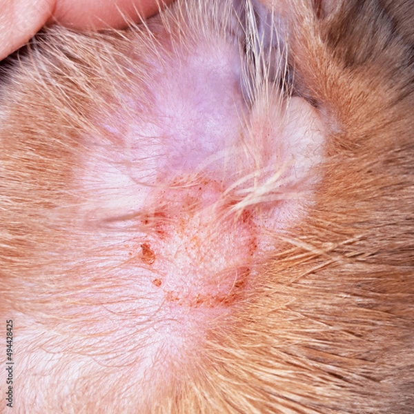 Fototapeta Close-up of a fungal lesion in a cat's ear. Typical circular lesion of ringworm. Microsporum canis diagnosis.