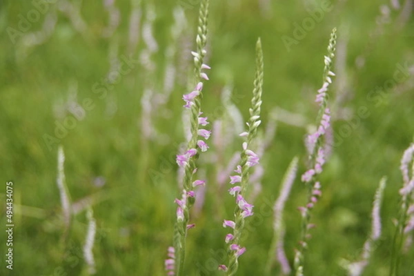 Fototapeta ネジバナ
