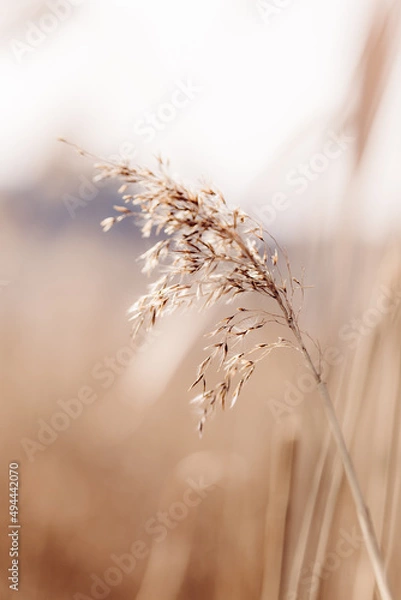 Obraz Trockenes Schilf