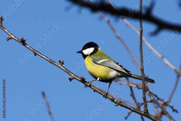 Fototapeta Great tit sits on a branch in profile in sunny weather in early spring horizontal photo