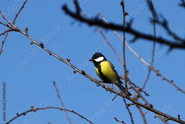 Fototapeta Great tit sits on a branch in profile in sunny weather in early spring horizontal photo