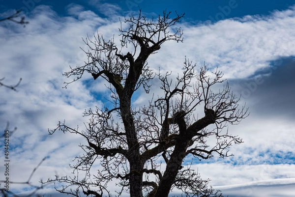 Obraz Baum Silhouette