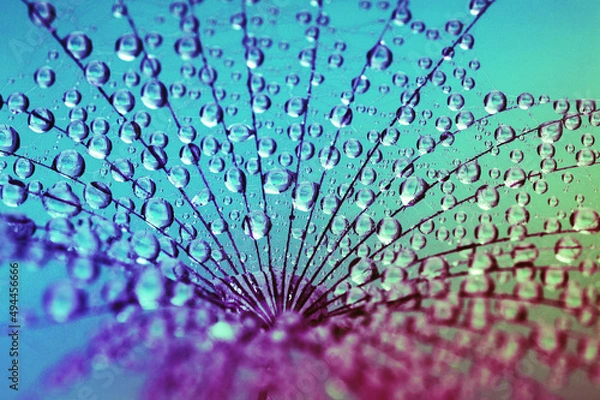 Obraz Dandelion flower nature background