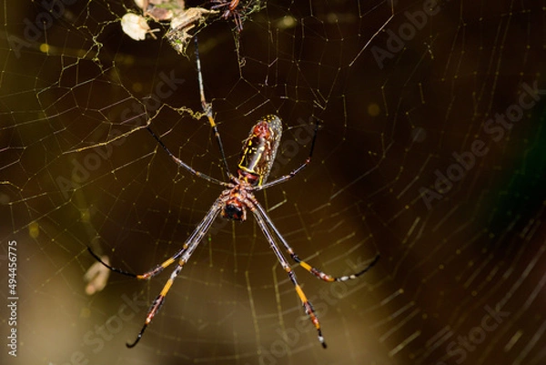 Fototapeta spider on the web