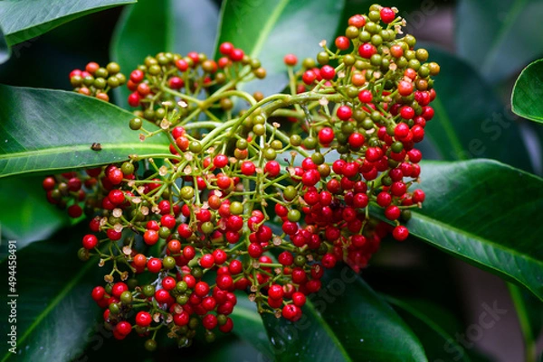 Obraz reg and green berries on tree
